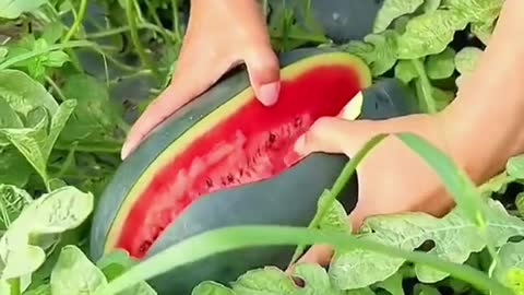 OMG 😱🍉😋