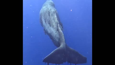 Passengers on a Whale 🐋