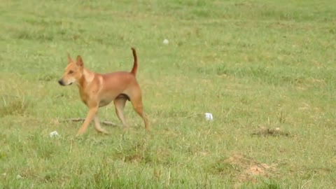 The Adorable Village Dog in the Countryside