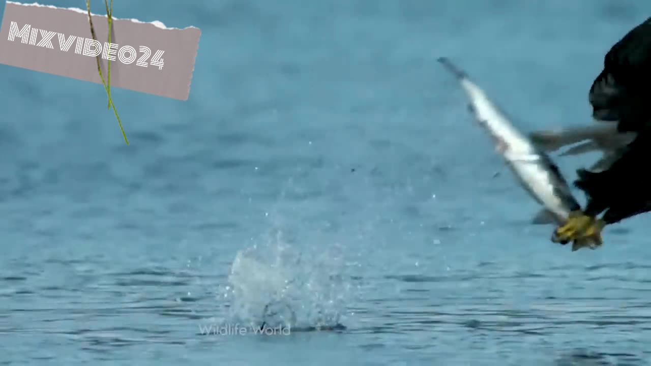 How one animal attacks another animal