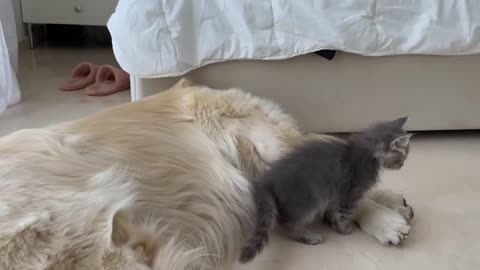 Kitten Wakes Up Golden Retriever [Try Not to Laugh]