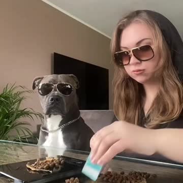 casino for dogs #gamble#dogvegas#vegas#dog#dogs#dogsoftiktok#pitbull#bluff#funny