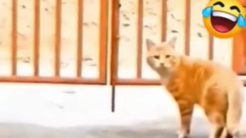 Funny Animal Videos 2023 😂 - Funniest Cats