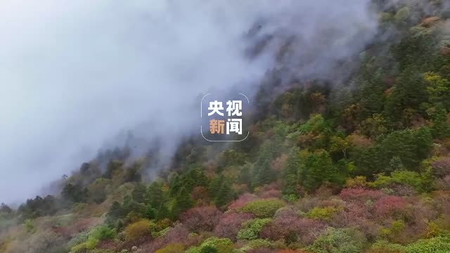 Shennongjia welcomes the National Day in autumn, and I applaud the motherland in autumn