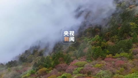 Shennongjia welcomes the National Day in autumn, and I applaud the motherland in autumn