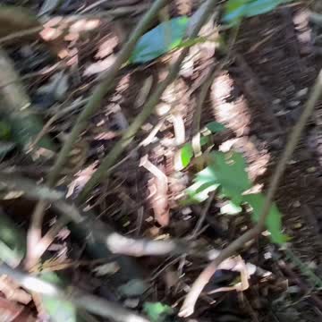 Fresh Organic Wild Living Food!