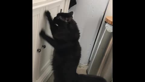 Compilation shows cat's extreme hatred of closed doors