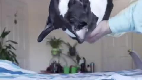 Dogs can land on their feet too