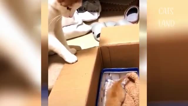 Funniest Cats Videos