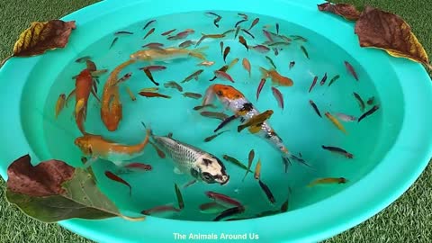 Yellow_Green_Pink_Blue_Fish_Dwarf_Gourami_Koi_Carp_Goldfish_Molly_Swordtail_Pleco_animals_Videos_P4