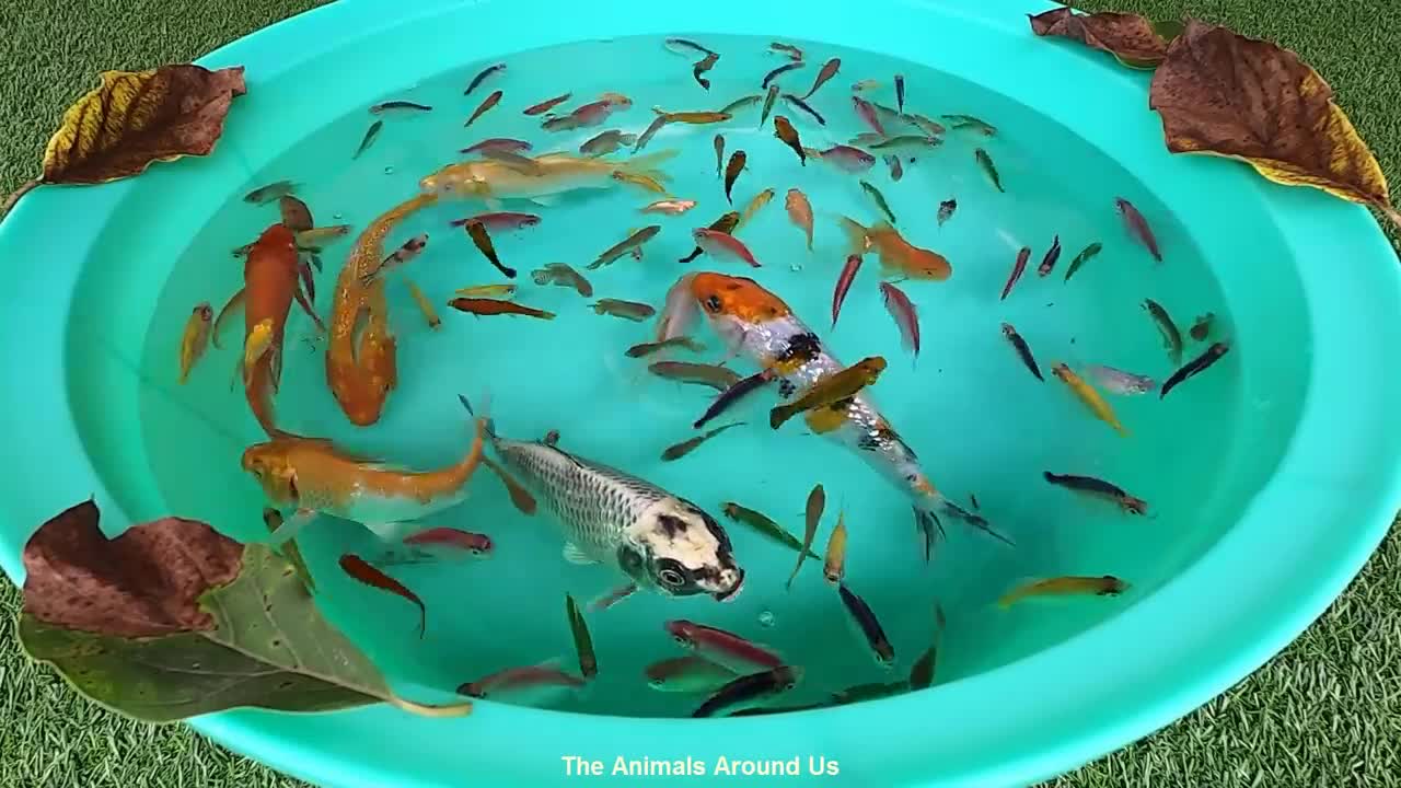 Yellow_Green_Pink_Blue_Fish_Dwarf_Gourami_Koi_Carp_Goldfish_Molly_Swordtail_Pleco_animals_Videos_P4