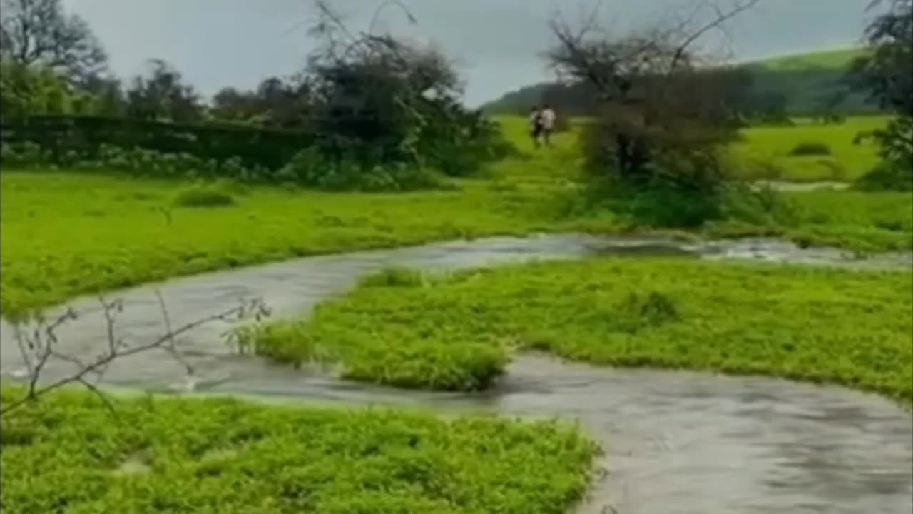 The most Green plant