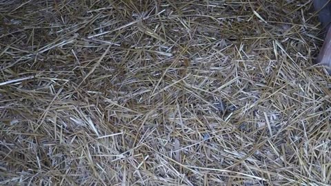 5 mistakes raising chickens first year