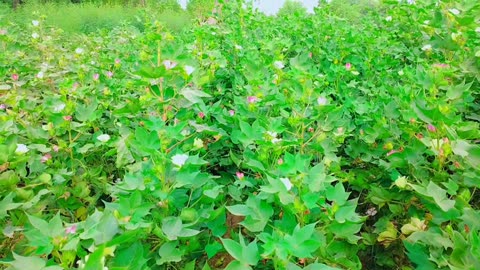 my cotton field