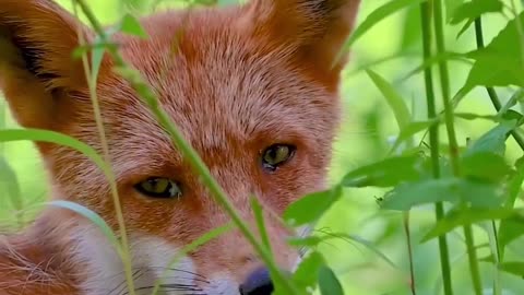 Red fox have practically supersonic hairing