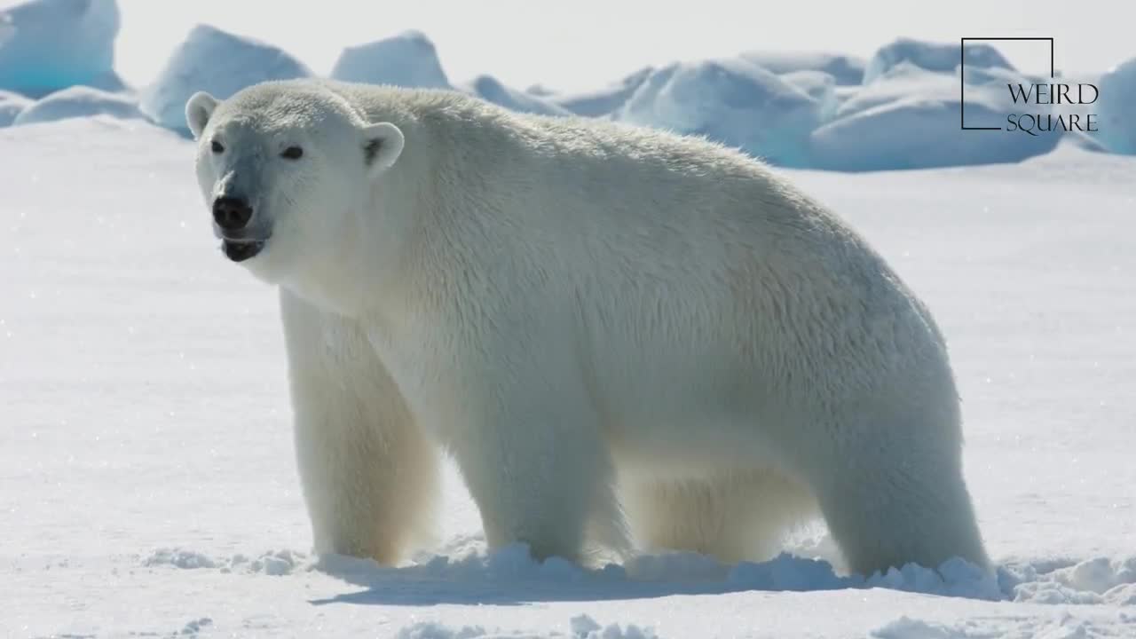 Interesting facts about Polar bear