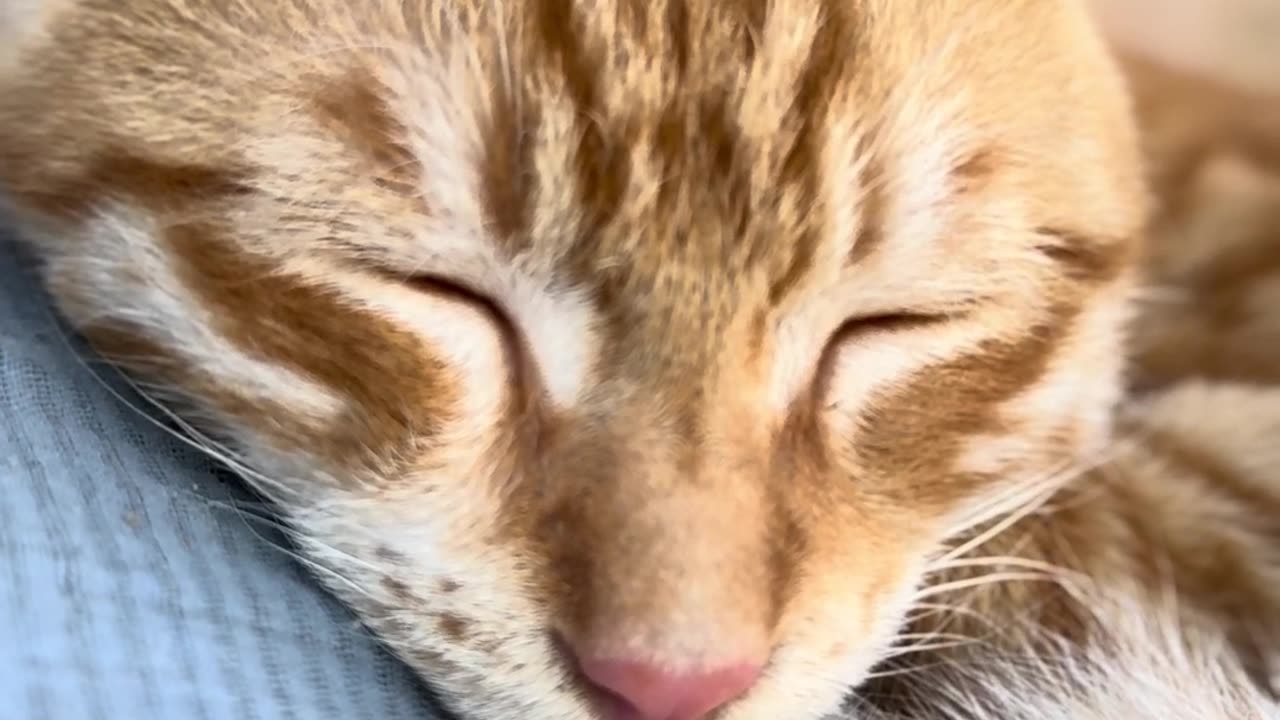 Beautiful Cat 😺😺😺😺😺😺😺