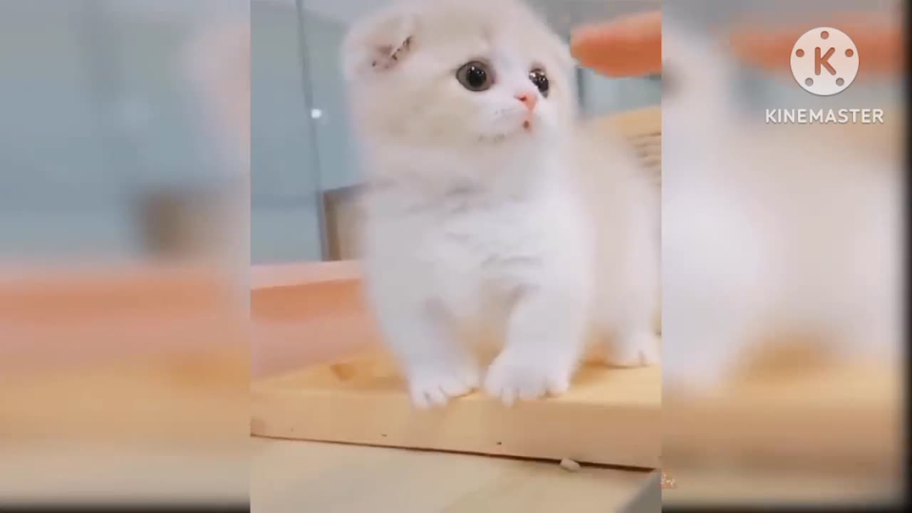 Funny cat crezy cat #funny video #like 😂😂