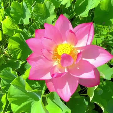A beautiful pink flower
