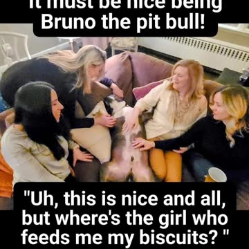 It must be nice to be Bruno the pitbull!