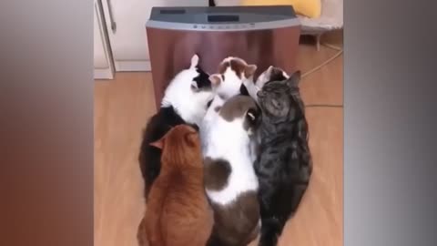 Funniest Animals Videos 2022 - Funny Cats and Dogs Videos 😹🐶