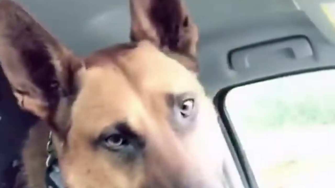 DOG's LIFE