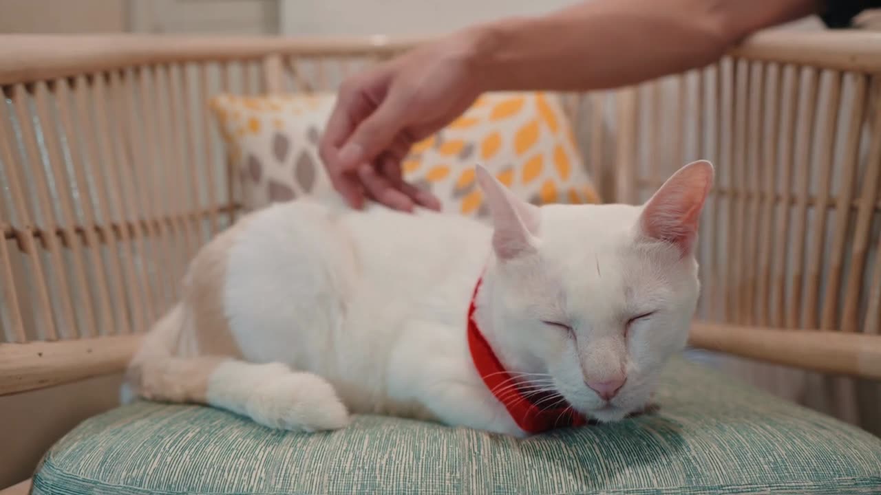 Sintomas da FIV - Quanto tempo vive um GATO com FIV