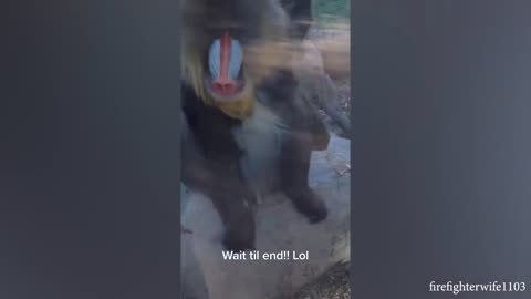 Monkeys are soo funny 😂😂 Compilation