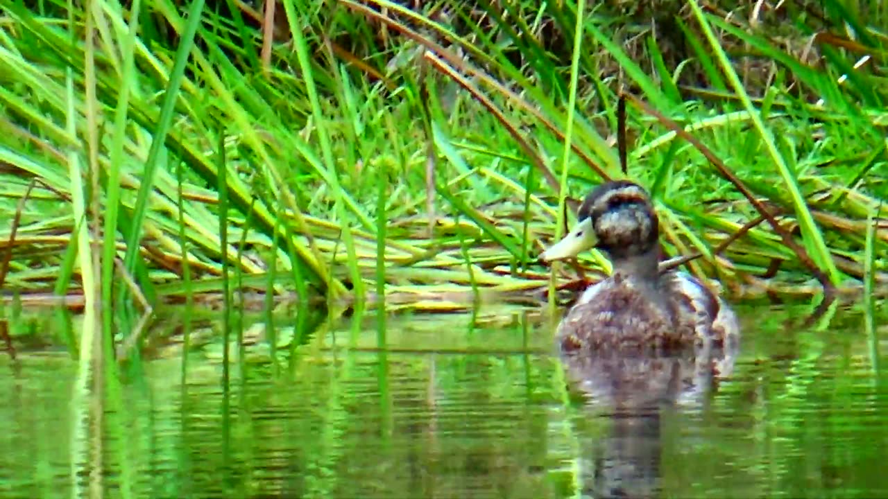 Mallard Ducks