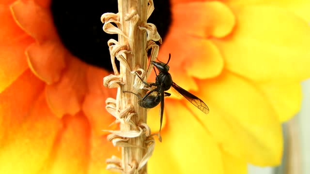 ant close up