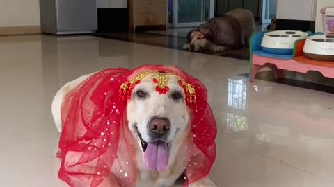 Funny Video