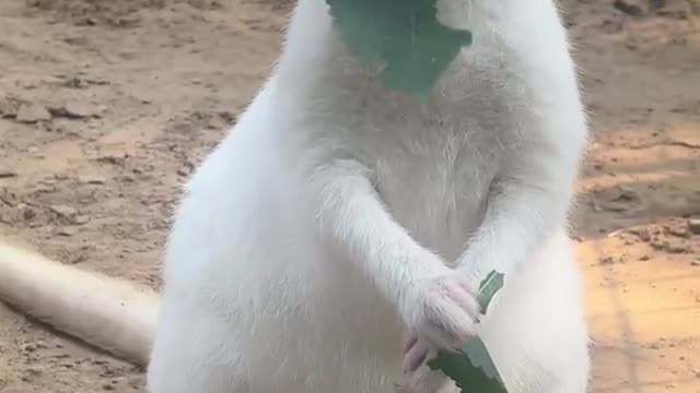 White kangaroo