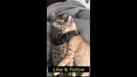 Cats are in Love 2023 😂 New Funny Cats Videos 😻🐶Animal Funny