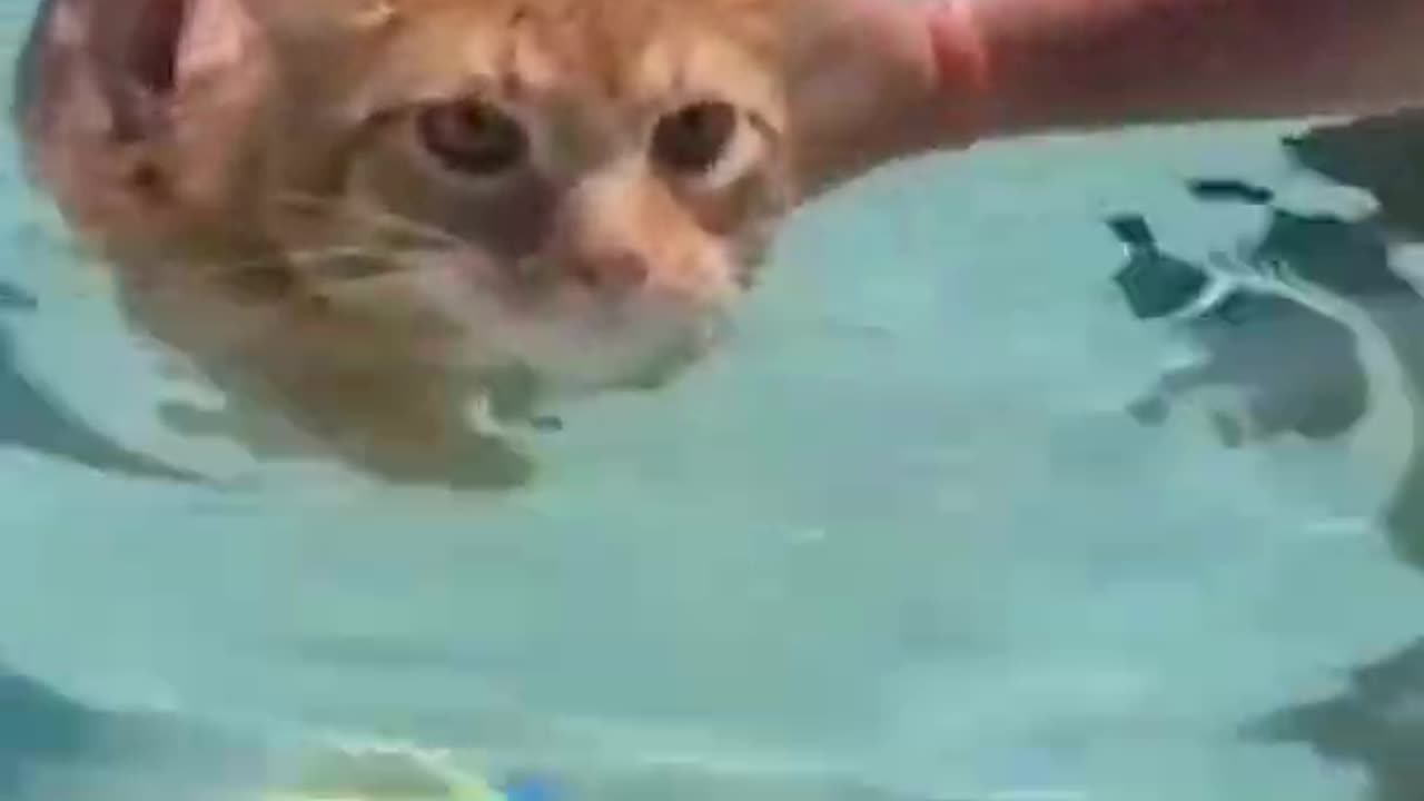 Viral Cat Videos Mix #10 🐈😻