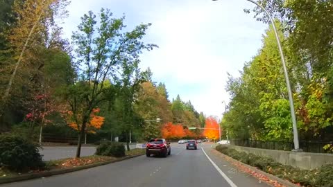 Fall Colors in Redmond 102922