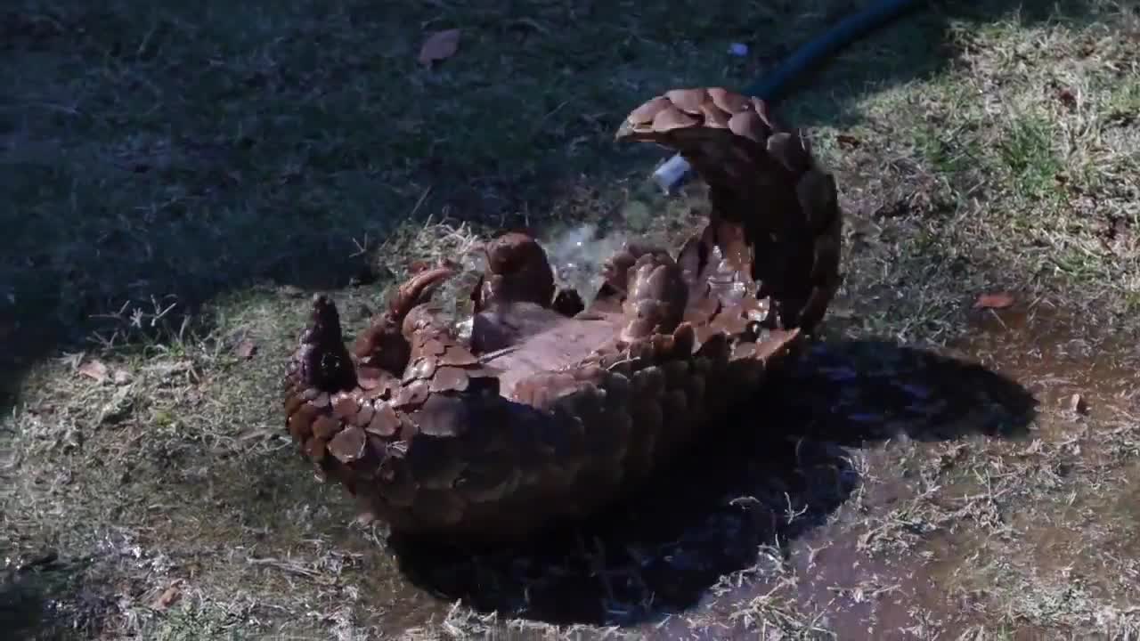 Pangolin In A Puddle