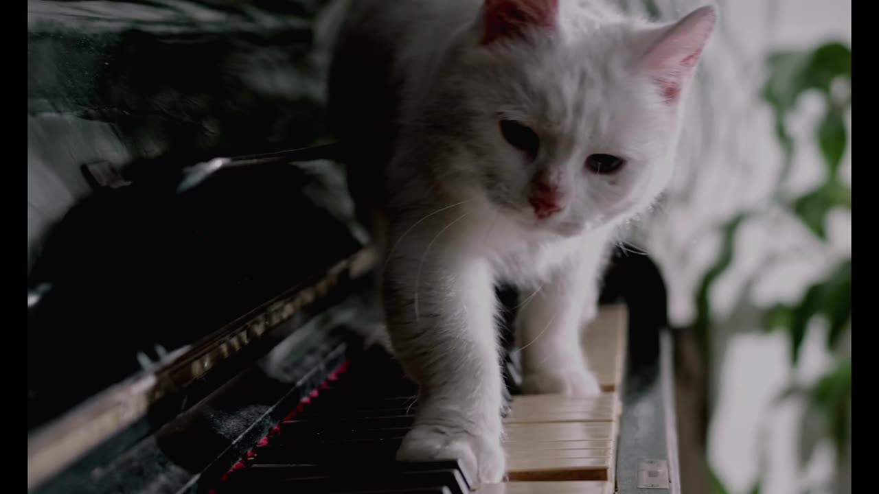 Funny 😁 Cat playing musical 🎼 instruments.