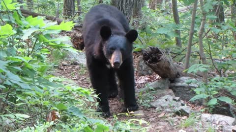 Near Misses of the Bear Variety