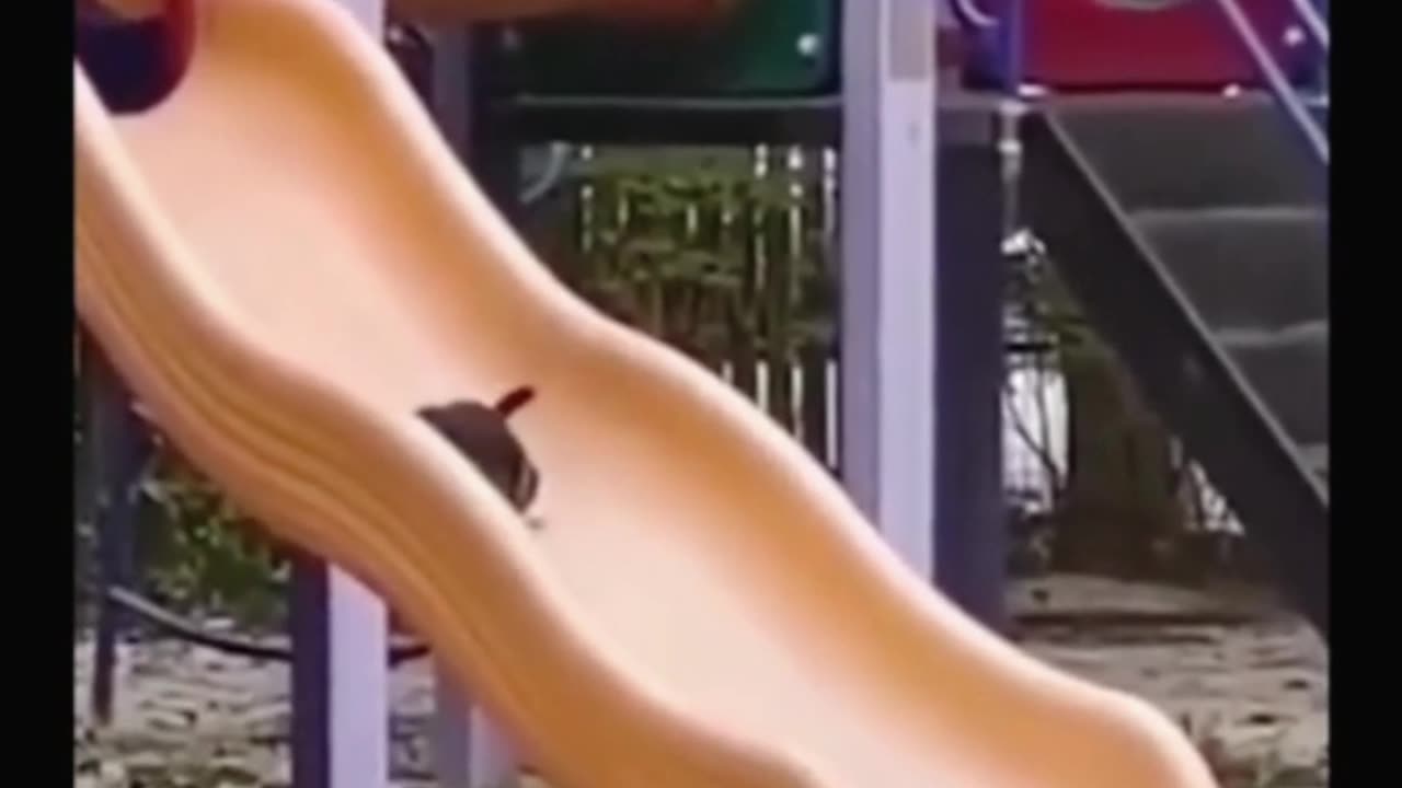Animal funny video