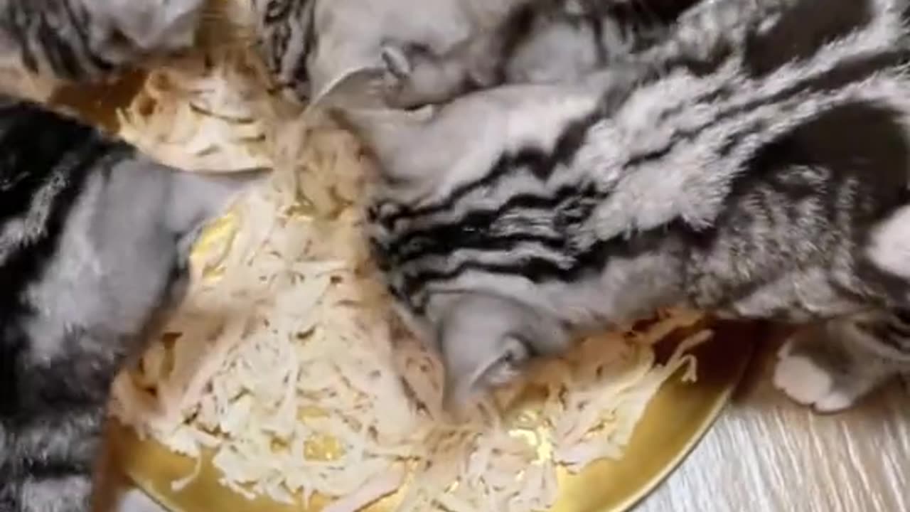 hungry cat