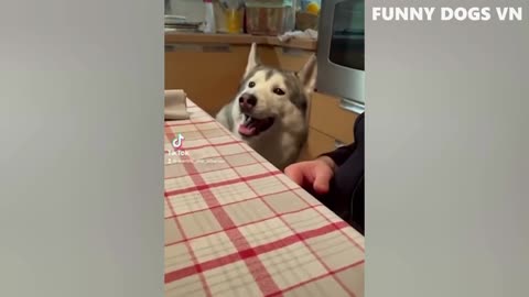 Funniest Dogs Videos