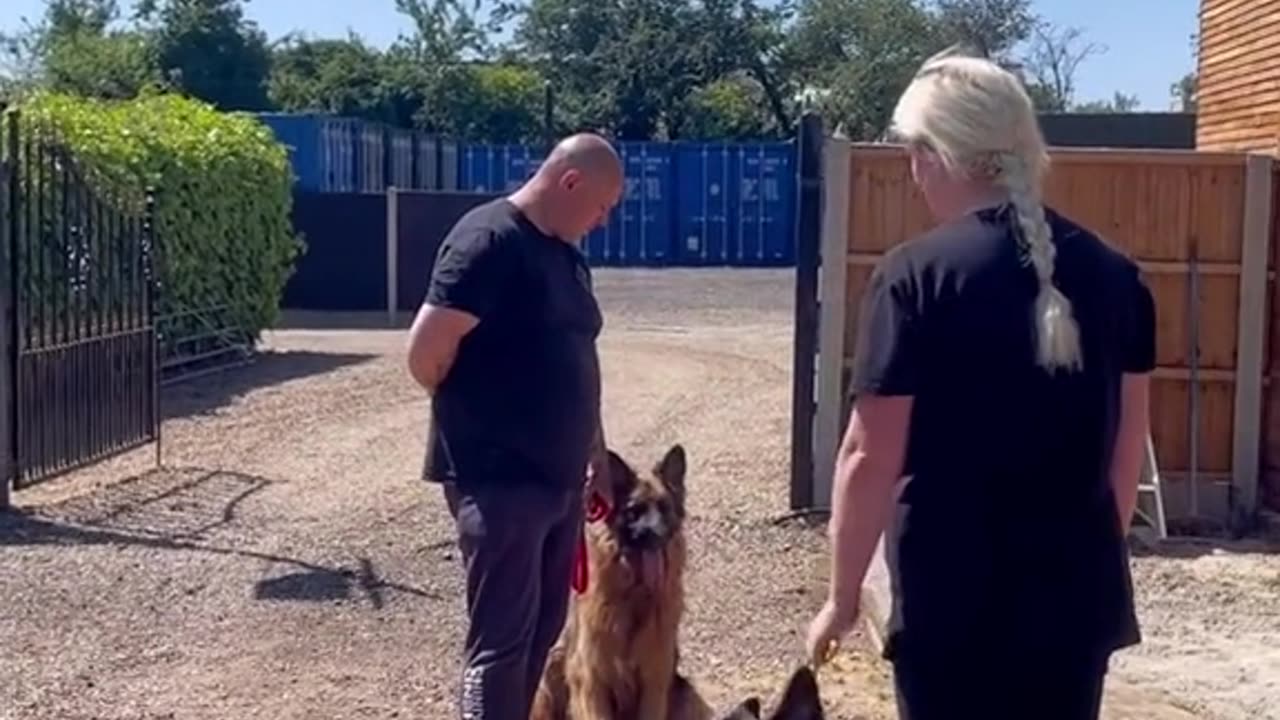 Dogs training