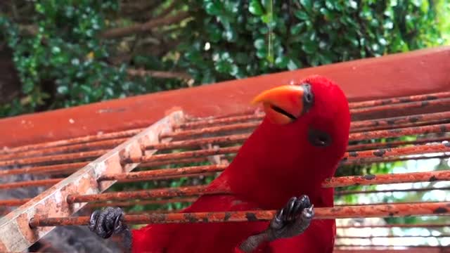 Close-up view of a red parrot