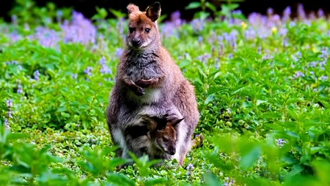 A CUTE BABY KANGRRO 🦘🦘 WITH MOTHER KANGRRO IN JUNGLE