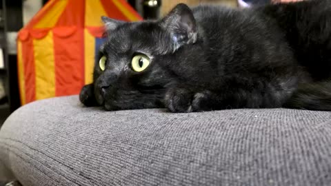 Funny Cat Videos