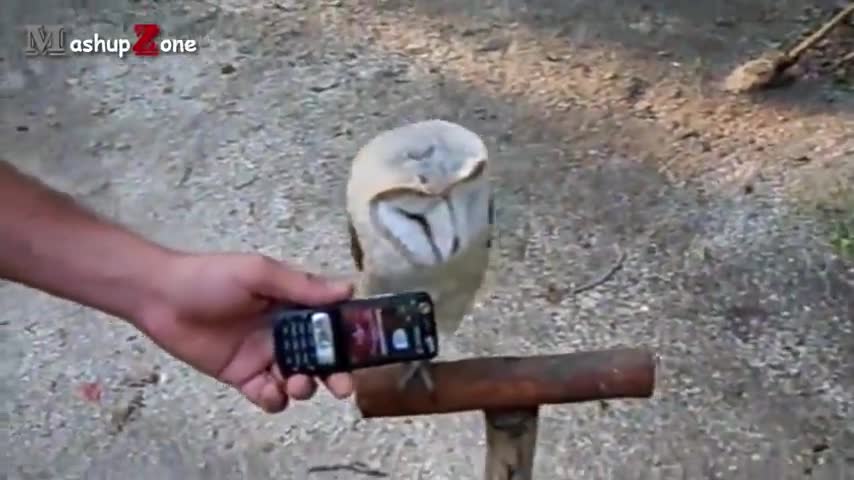 Funny Owls