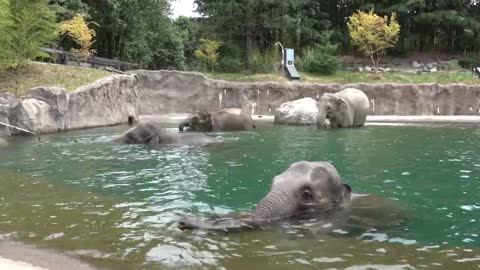 Elephants swimming in Elephant Lands