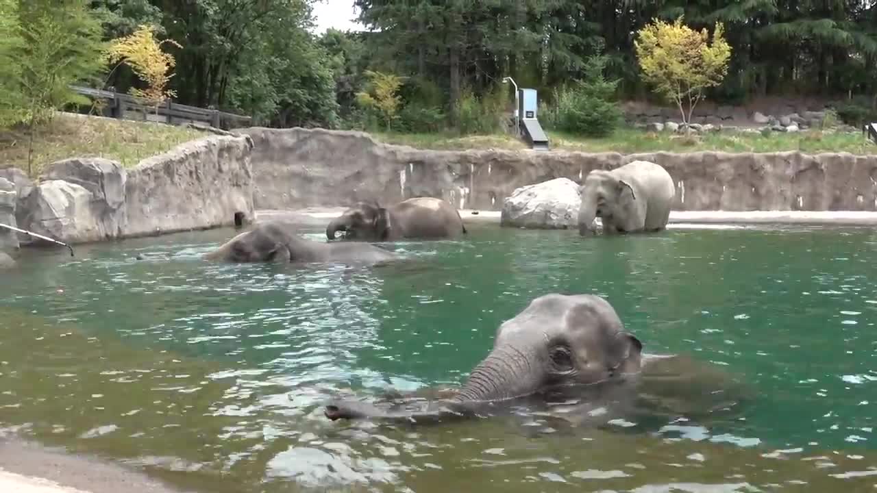 Elephants swimming in Elephant Lands