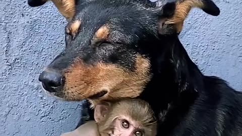 Dog love monkey and human no love