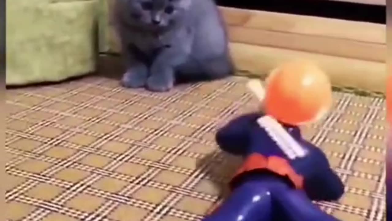 Cat scared by gunshots